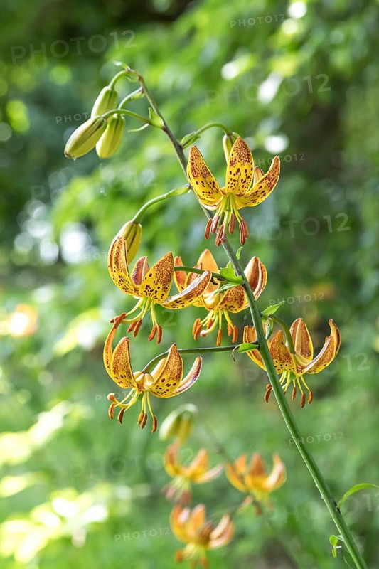 Turk's cap lily (Lilium martagon), Dyck Castle, Germany