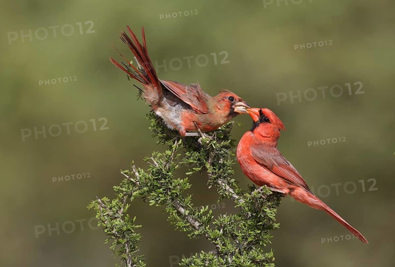 Northern Cardinal (Cardinalis cardinalis) male feeding juvenile, Texas, USA