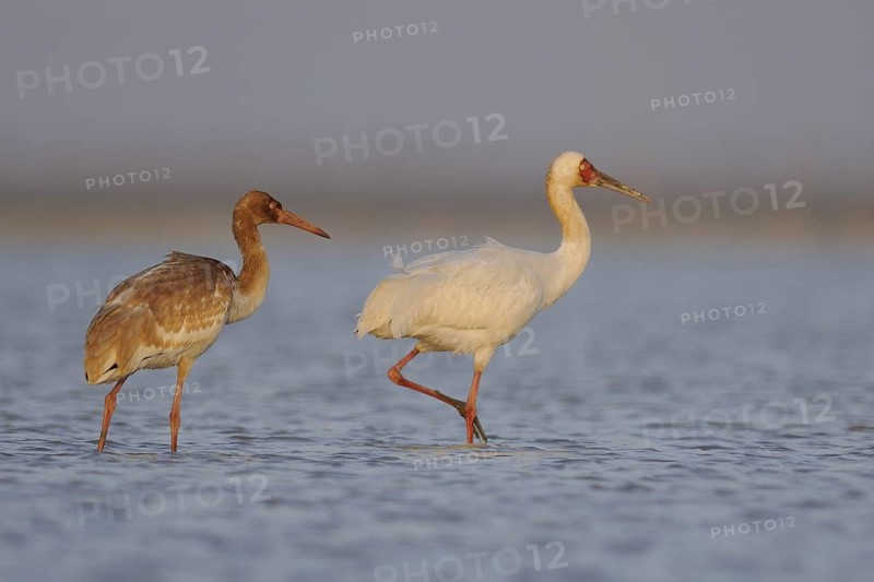 Siberian Crane (Leucogeranus leucogeranus) with juvenile, Poyang Lake, China