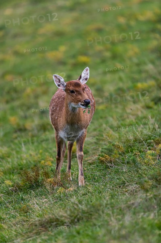 One female Manchurian sika deer or Dybowski's sika deer (Cervus nippon mantchuricus or Cervus nippon dybowskii) standing on a meadow on hilly ground