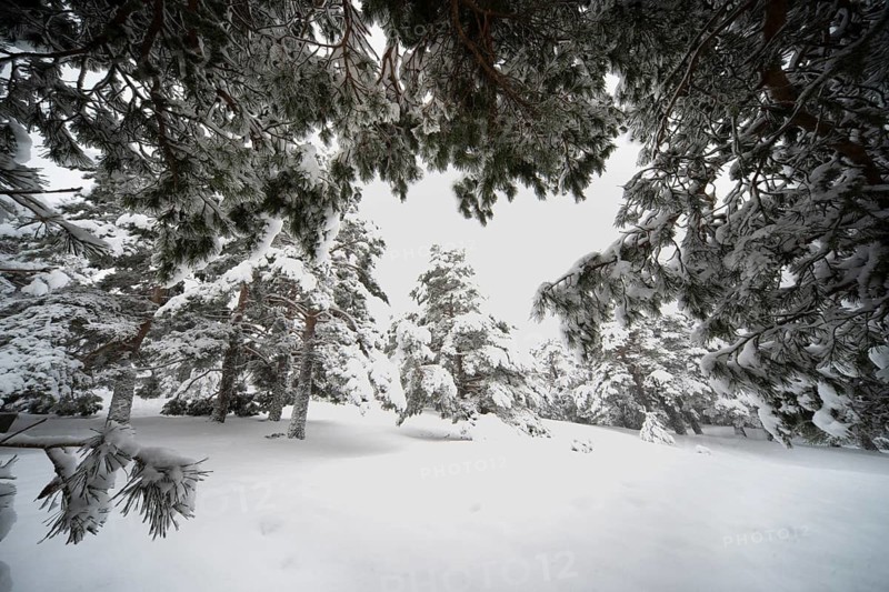 Snow-covered Aleppo pine trees create a serene winter landscape in Guadarrama National Park, Spain, showcasing nature's beauty and tranquility during the colder months