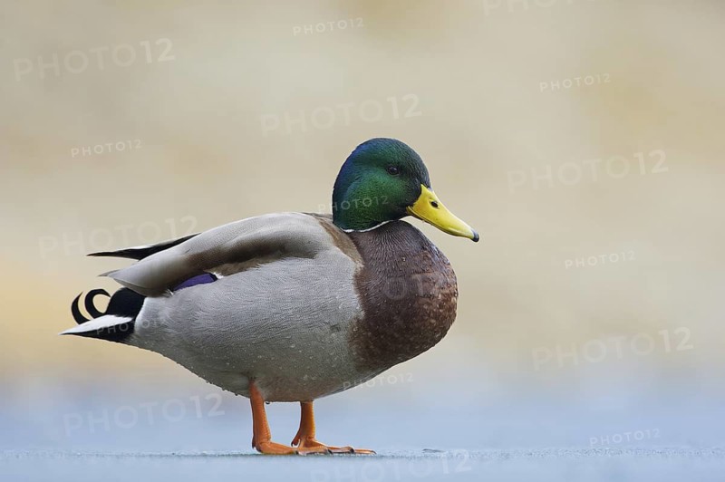 Mallard (Anas platyrhynchos) male, Bavaria, Germany