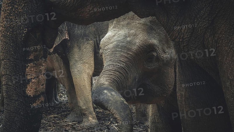 A young elephant is protected by adult Asian elephants (elephas maximus) in an intimate scene, Pinnawela Elephant Orphanage, Sri Lanka