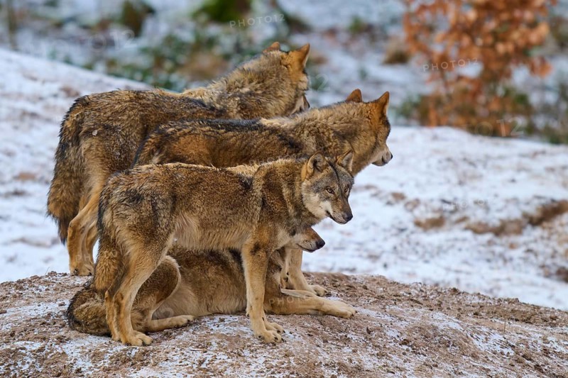 Four wolves standing and looking in one direction, the snow covers the ground, winter, wolf (Canis lupus), Germany
