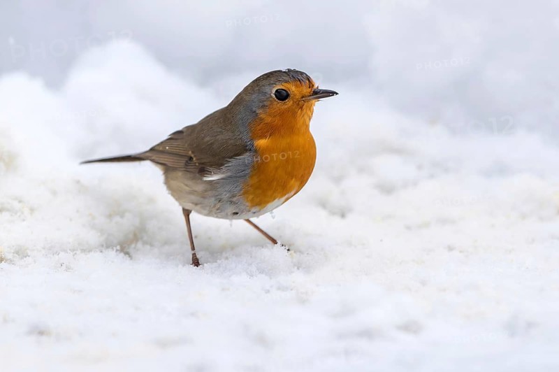 European Robin (Erithacus rubecula) on snow, Mecklenburg-Western Pomerania, Germany