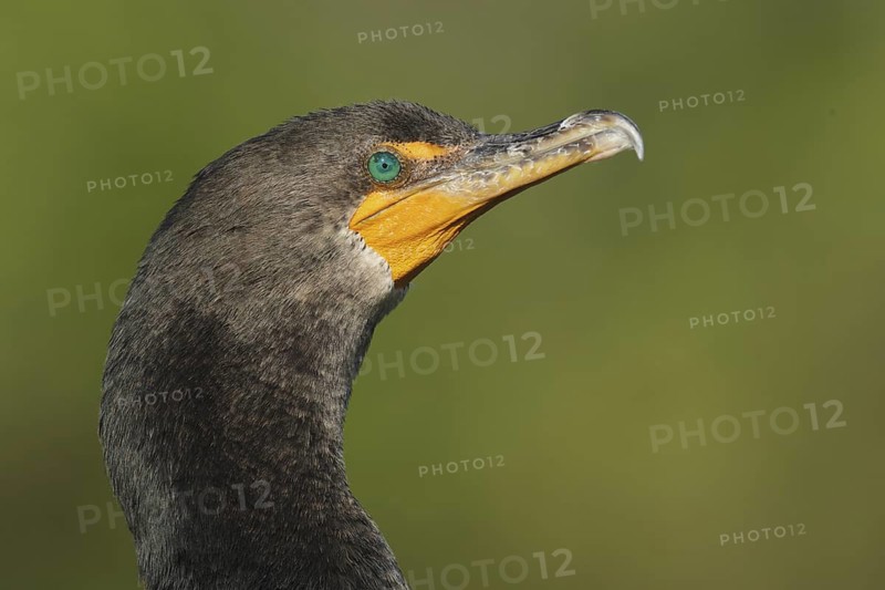Double-crested Cormorant (Phalacrocorax auritus), Florida, USA