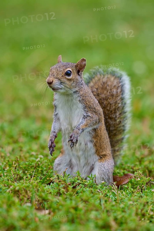 Grey Squirrel (Sciurus carolinensis), on meadow, springtime, Florida, USA