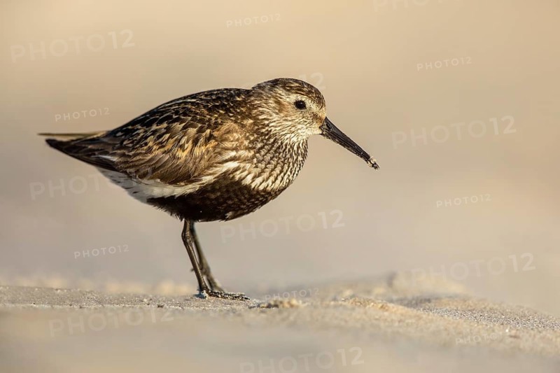 Dunlin (Calidris alpina), Poland