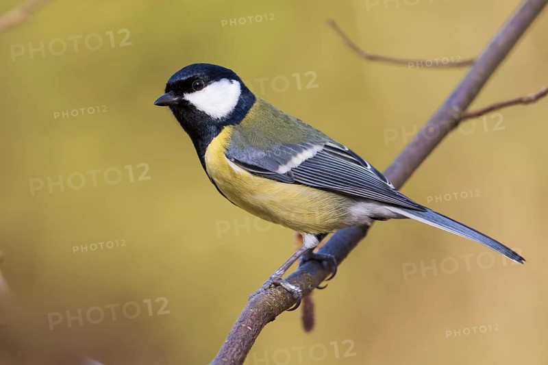 Great Tit - Kohlmeise - Parus major ssp. major, Germany, adult male