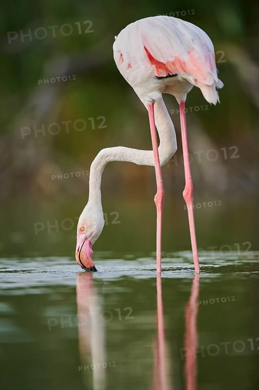 Greater Flamingo (Phoenicopterus roseus) standing in the water, Parc Naturel Regional de Camargue, France