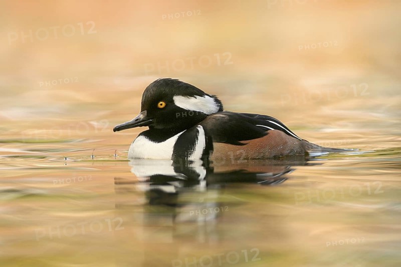 Hooded Merganser (Lophodytes cucullatus) male, Michigan, USA