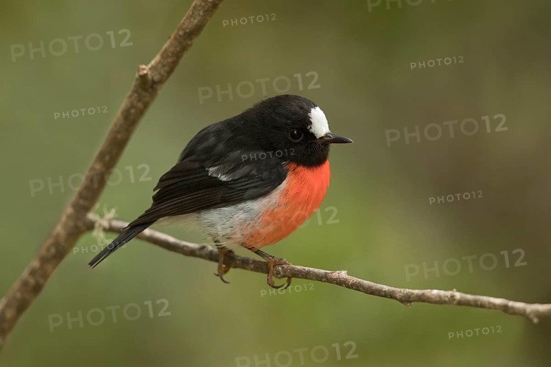 Norfolk Robin (Petroica multicolor) male perched on a branch, Norfolk Island, Australia