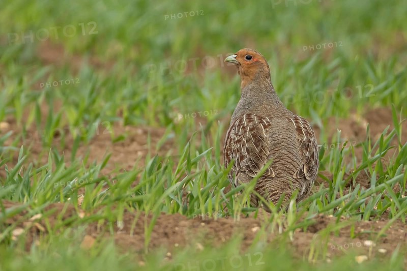 Grey or English or Hungarian partridge (Perdix perdix) adult game bird in a farmland cereal field, Norfolk, England, United Kingdom