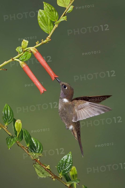Brown Inca (Coeligena wilsoni), Ecuador