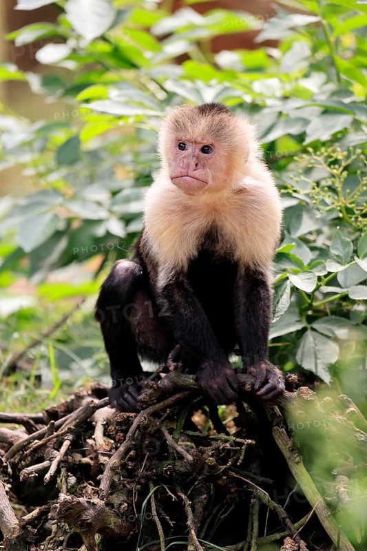 White-shouldered capuchin monkey (Cebus capucinus), adult, on the ground, alert, South America
