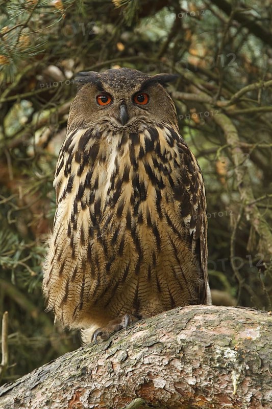 Eurasian Eagle-Owl (Bubo bubo), Limburg, Netherlands