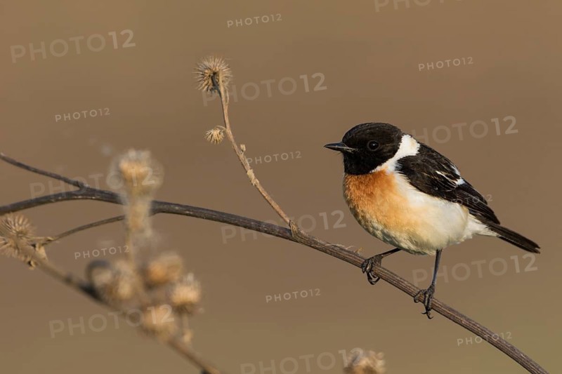 Siberian Stonechat - Pallasschwarzkehlchen - Saxicola maurus, Russia (Ural), adult male