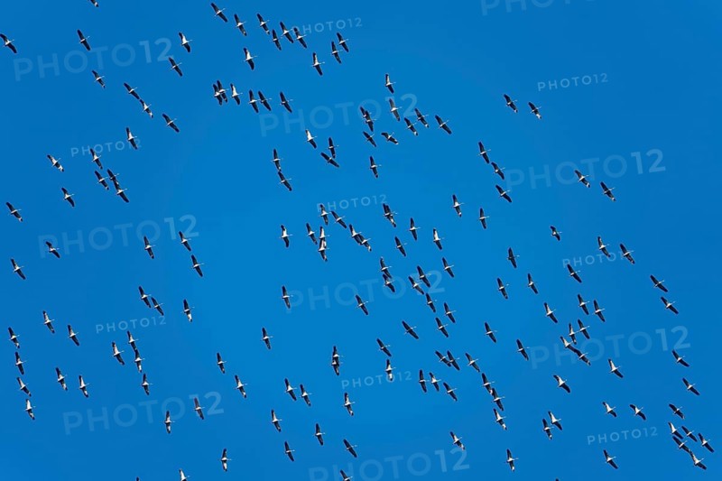 Flying cranes