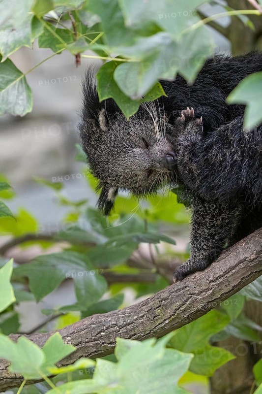 One binturong (Arctictis binturong), or bearcat sitting on a branch grooming himself and framed by green leafs