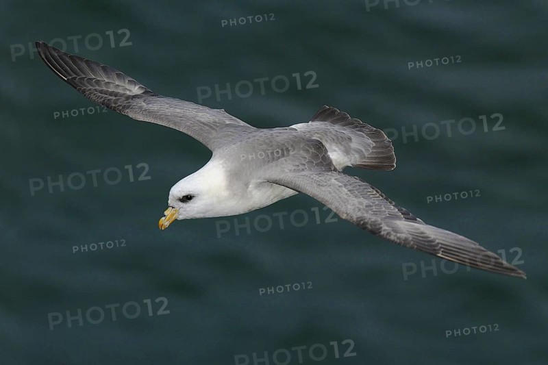 Northern Fulmar (Fulmarus glacialis), Alaska, USA