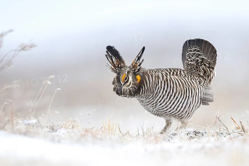 Greater Prairie Chicken (Tympanuchus cupido) male, Colorado, USA