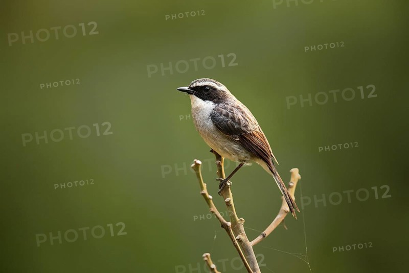 Grey Bush Chat (Saxicola ferreus) female perched on a branch, Lam Dong, Vietnam