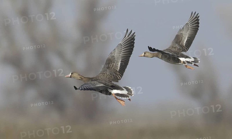 Greater White-fronted Goose (Anser albifrons) flying, California, USA