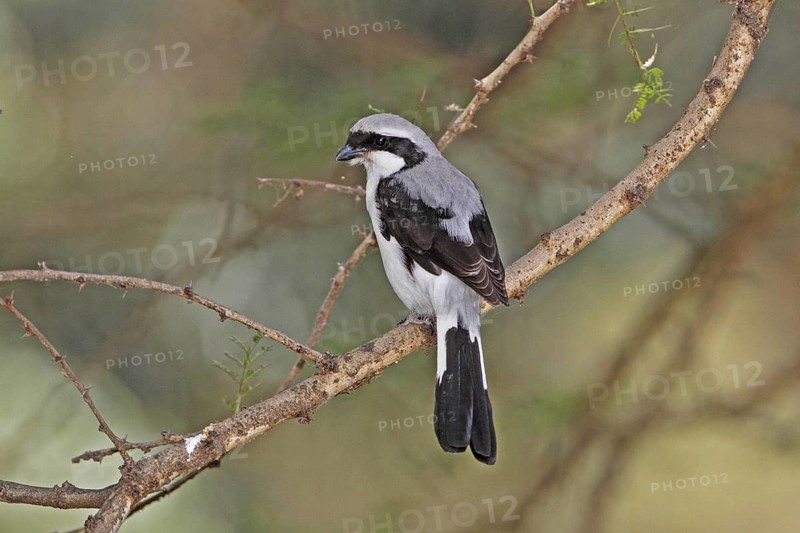 Grey-backed Fiscal (Lanius excubitoroides), Lake Naivasha, Kenya