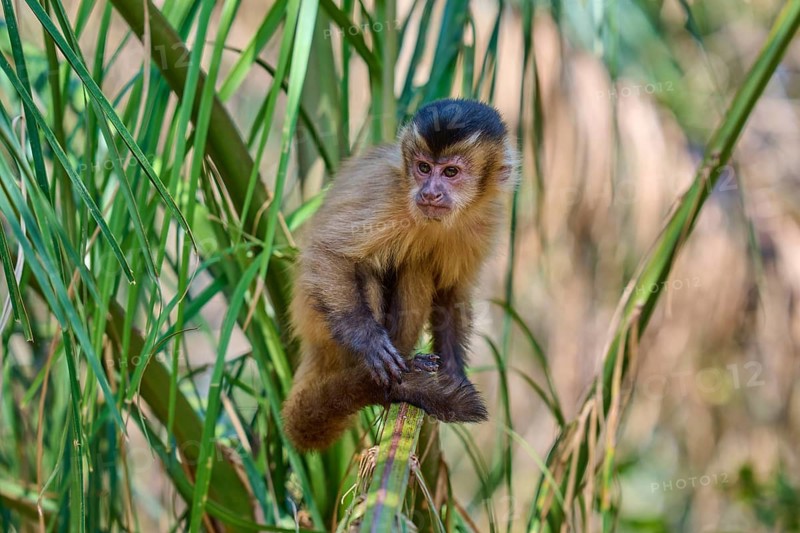 Monkey sitting relaxed on a palm branch in a green environment, capuchin monkey (Sapajus apella), Pantanal, Mato Grosso, Brazil