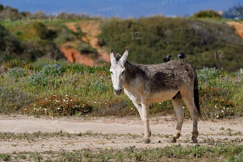 Domestic donkey (Equus asinus asinus) with jackdaws (Corvus monedula, Coloeus monedula) on its back, Algarve, Portugal