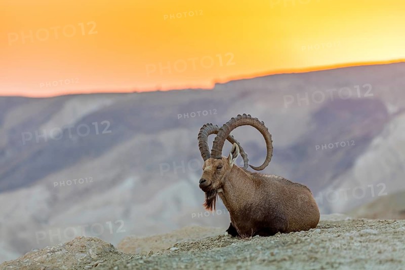 Nubian ibex, Nubian ibex, (Capra nubiana), animals, mammals, ibex, Ben Gurion's Tomb, Midreshet Ben-Gurion, HaDarom, Israel