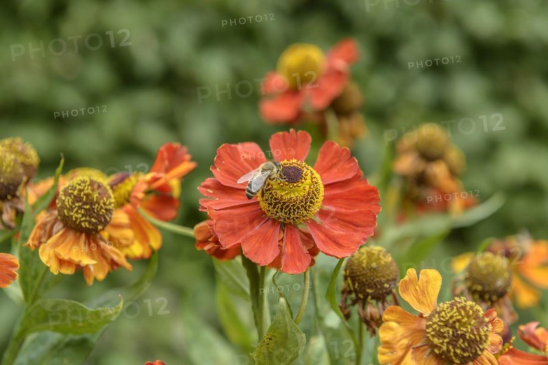 Sunflower (Helenium 'Baudirektor Linne'), Federal Garden Show Havelregion 2015, Rathenow, Brandenburg, Germany
