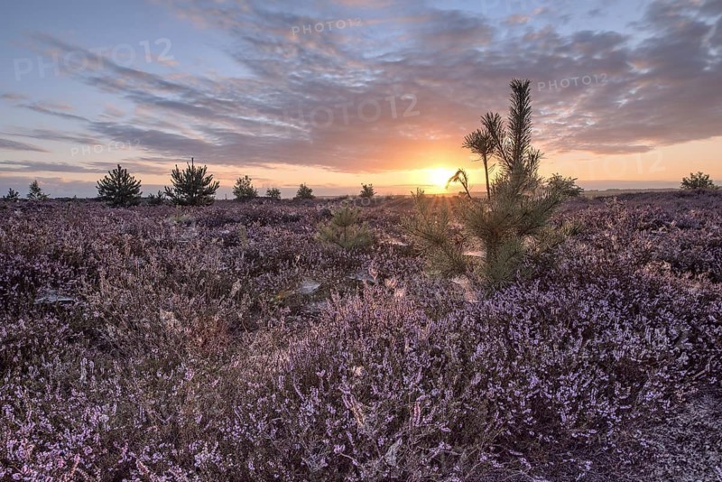 Heath landscape at sunrise, Emsland, Lower Saxony, Germany