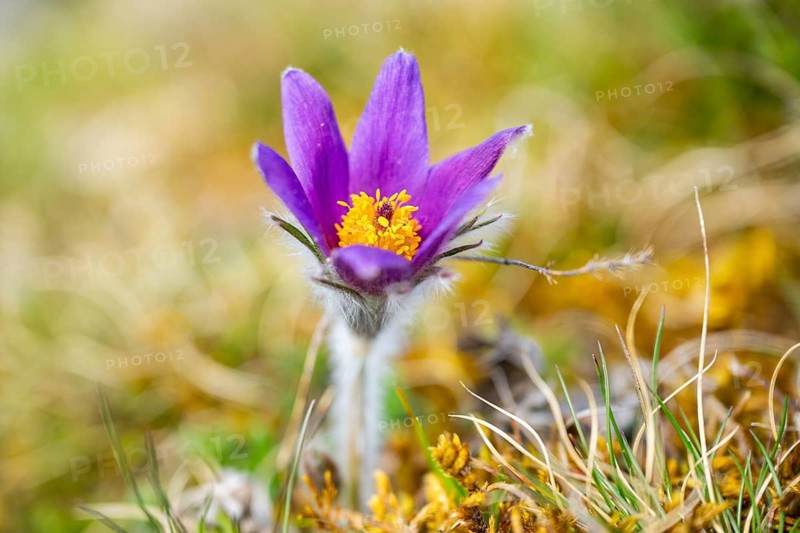 Pasque flower (Pulsatilla vulgaris), blooming, sunset, Bavaria, Germany