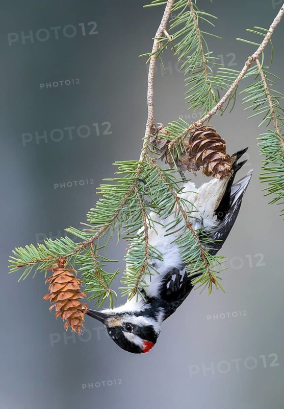 Hairy Woodpecker (Leuconotopicus villosus) male, Colorado, USA