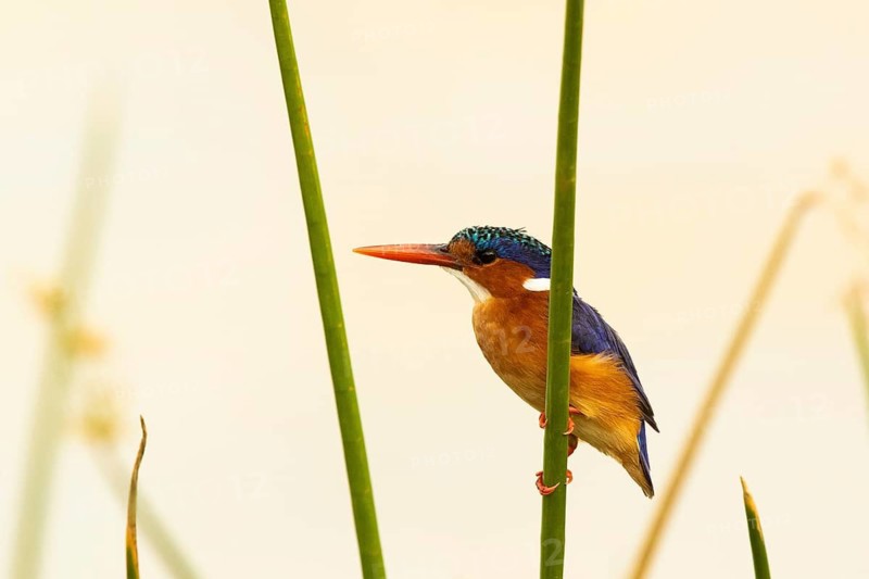 Malachite Kingfisher (Corythornis cristatus), Lake Baringo, Kenya