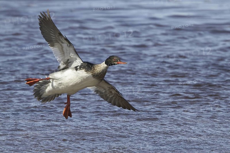 Red-breasted Merganser (Mergus serrator) male flying, Manitoba, Canada