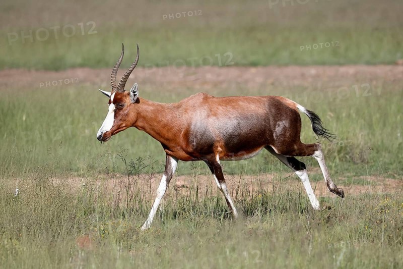 Buntbock (Damaliscus pygargus), adult, running, Mountain Zebra NP, Eastern Cape, South Africa, Africa, Germany