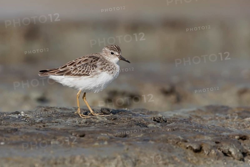 Long-toed Stint (Calidris subminuta), Thailand
