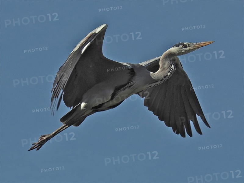Grey heron (Ardea cinerea)