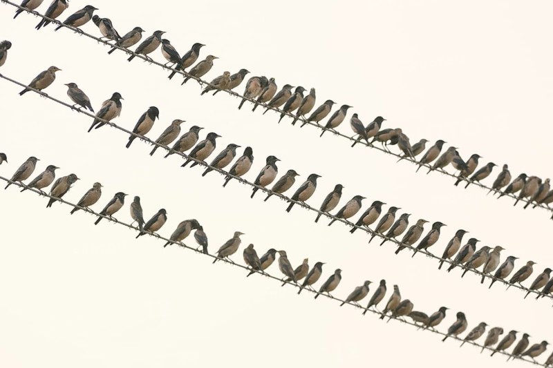 Rosy Starling (Pastor roseus), India
