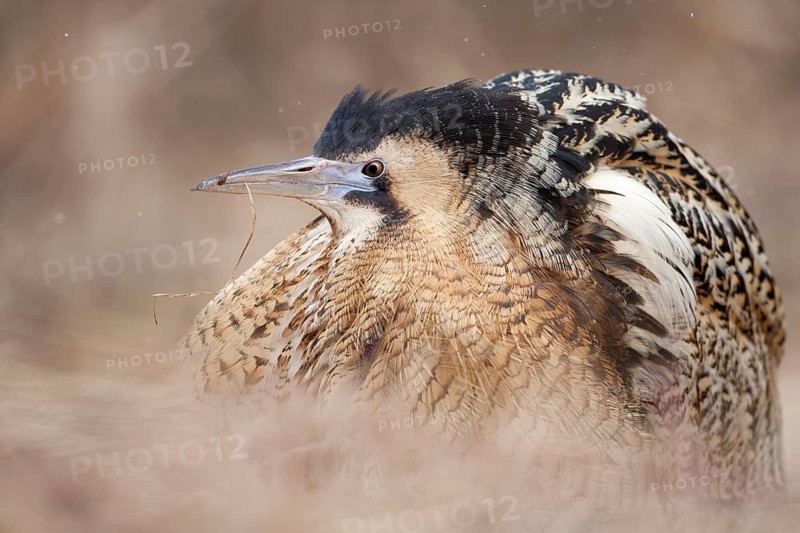 Eurasian Bittern (Botaurus stellaris) male, Nizhegorodskaya, Russia