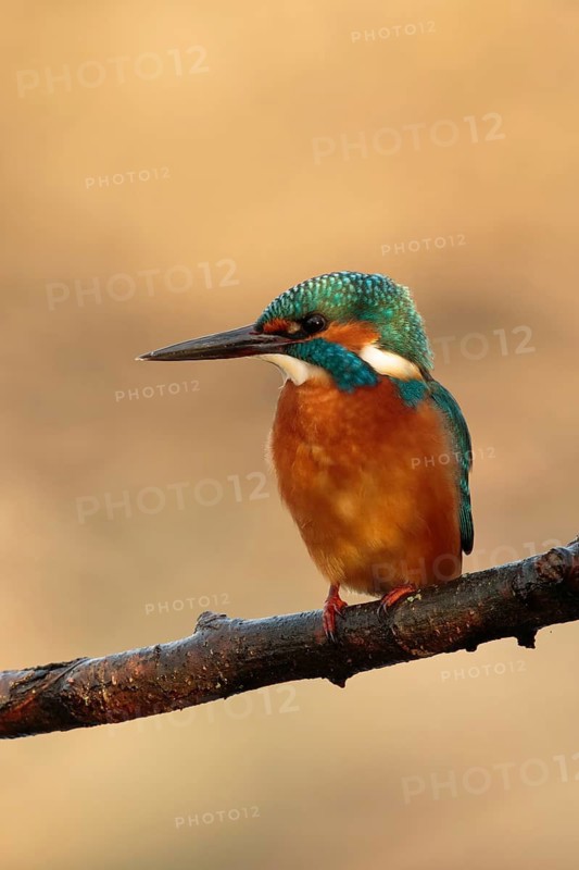 Common Kingfisher (Alcedo atthis) juvenile, Utrecht, Netherlands