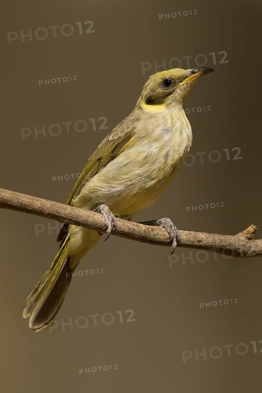 Grey-fronted Honeyeater (Ptilotula plumula), Western Australia, Australia