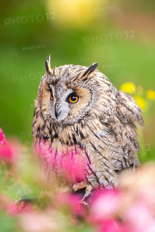 Long-eared owl (Asio otus), or lesser horned owl, sitting in middle of blossoming flowers, captive, Pyrenees, Catalonia, Spain