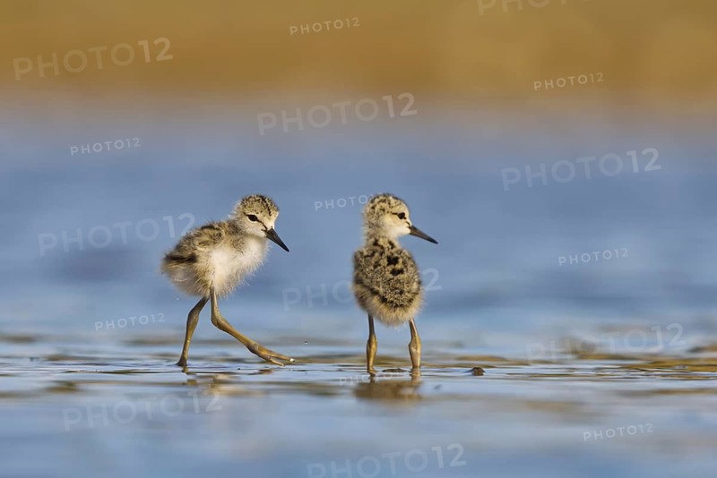 Black-winged Stilt (Himantopus himantopus) chicks foraging, North Rhine-Westphalia, Germany