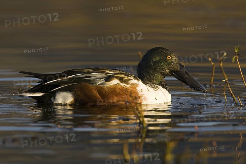 Northern Shoveler (Spatula clypeata) male, Madrid, Spain