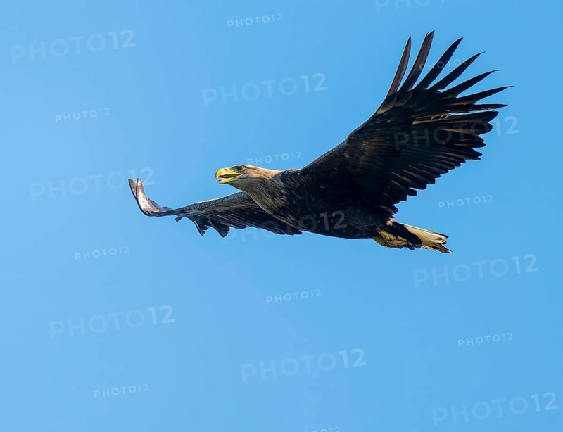White-tailed eagle (Haliaeetus albicilla) in flight looking for food, blue sky, Lower Saxony, Germany
