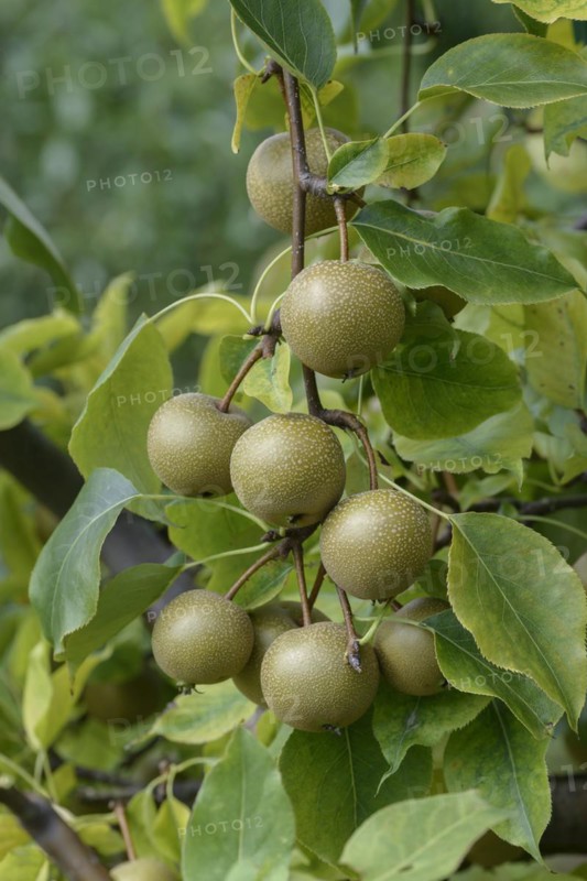 Pyrus pyrifolia 'Syn Wy Tu', Bundessortenamt Prüfstelle Wurzen, Wurzen, Saxony, Germany