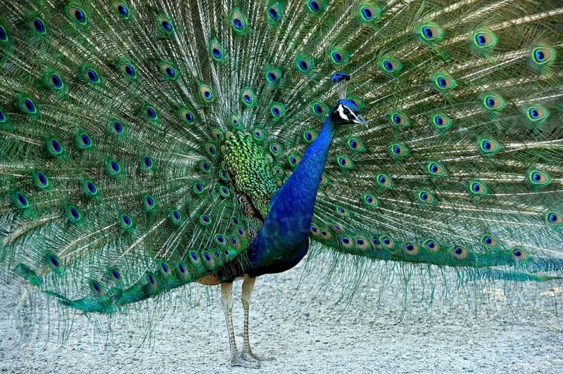 Indian peafowl (Pavo Scalloped ribbonfish), cock fans its train into a wheel, splendidly colourful iridescent feathers, Poing Wildlife Park, Upper Bavaria, Bavaria, Germany